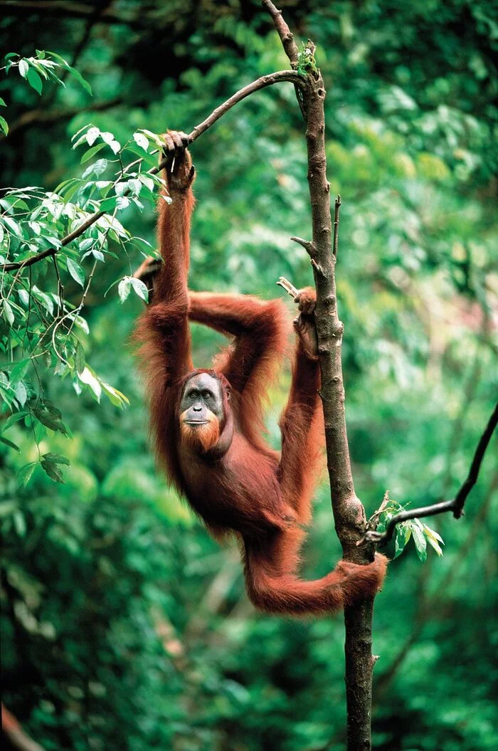 Forest Man (Orang Utan) - Orangutan, Primates, Monkey, Wild animals, wildlife, Indonesia, Southeast Asia