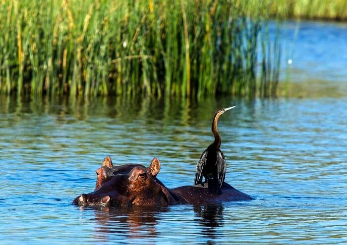 Companion - hippopotamus, Artiodactyls, Mammals, Birds, Animals, Wild animals, Nature, River, South Africa, The photo, wildlife