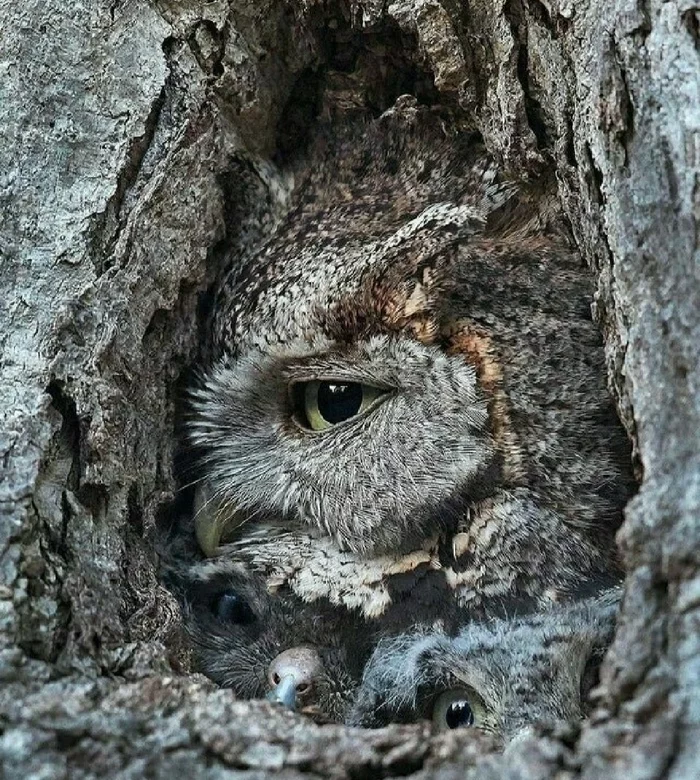 Trees have eyes - Tree, Owl, Birds, Disguise, Mimicry