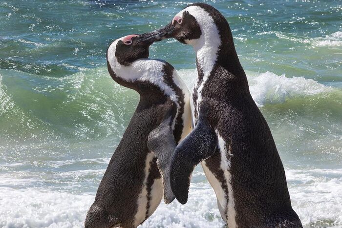 Kiss - Spectacled Penguin, Endangered species, Penguins, Birds, Animals, wildlife, Nature, South Africa, The photo, Wild animals