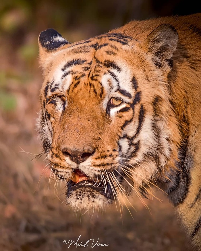 Потрепала жизнь Бенгальский тигр, Вымирающий вид, Тигр, Большие кошки, Семейство кошачьих, Хищные животные, Млекопитающие, Животные, Дикие животные, Дикая природа, Природа, Национальный парк, Индия, Фотография