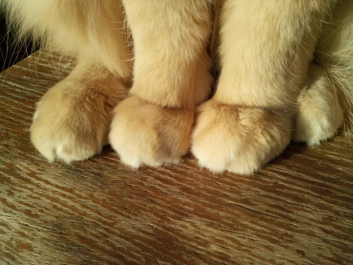 Paws - My, cat, Redheads, Paws, Longpost