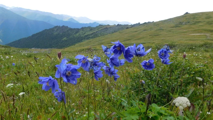 Altai - My, The mountains, Mountain tourism, Altai Republic, Hike, Flowers, Nature, Longpost