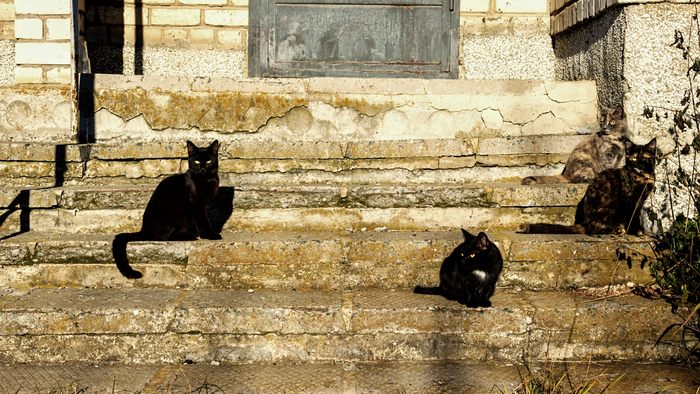 Лестница Фотография, Уличная фотография, Кот, Canon, Начинающий фотограф, Черный кот, Прогулка по городу