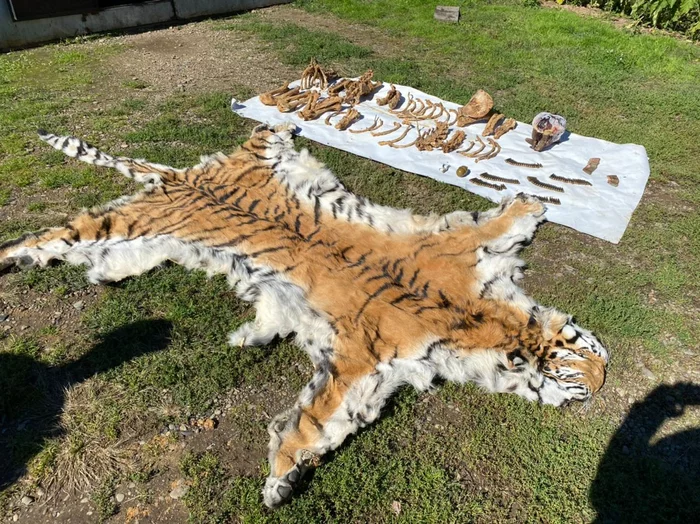 In Primorye, a criminal case was opened for possession of the skin and bones of a tiger - Amur tiger, Skin, Bones, Poachers, Primorsky Krai, Criminal case, Tiger, Big cats, Cat family, Rare view, Red Book, Video, Youtube, Longpost, Wild animals