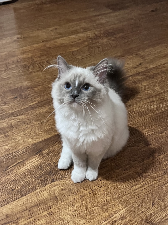 Голубоглазое желание