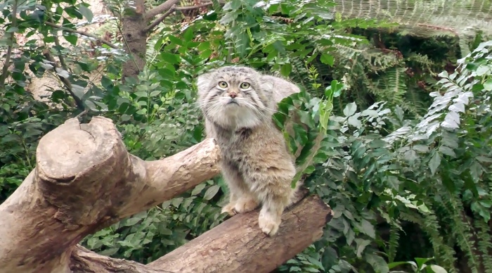 Я пришёл, где подношенья?