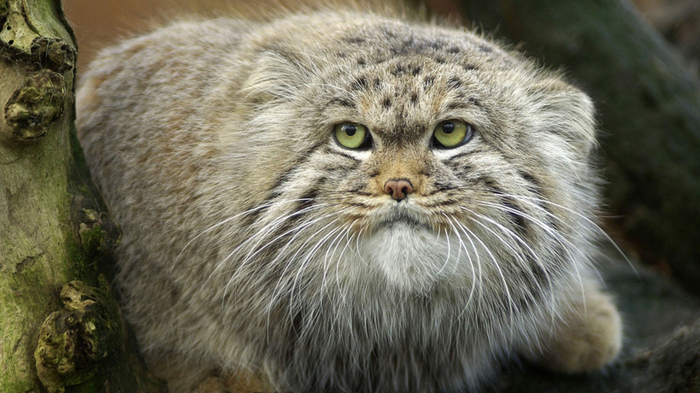 Голодный манул - злой манул