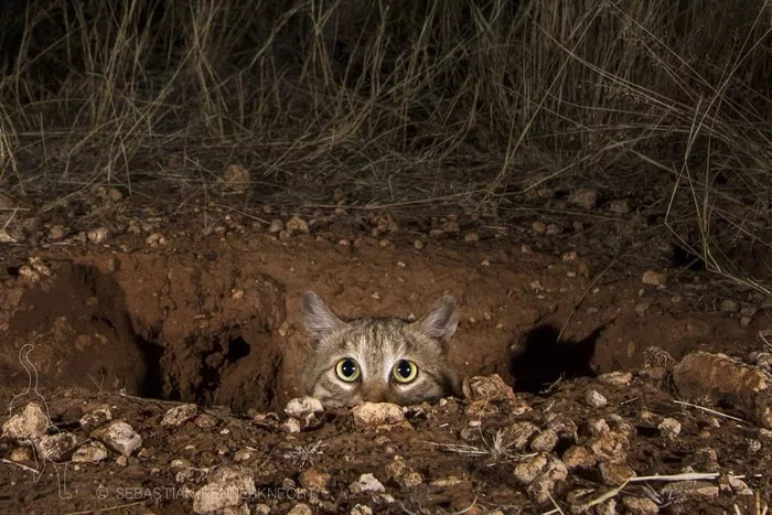 Black-footed cats - Black-footed cat, Rare view, Small cats, Cat family, Mammals, Animals, Wild animals, wildlife, Nature, South Africa, The photo, Night shooting, Night, Longpost, Predatory animals