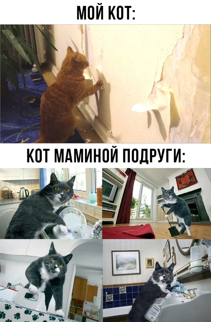 Son ... Oh, my mother's friend's cat - cat, Mom's friend's son, Picture with text, Animals, Funny animals, Memes, Humor