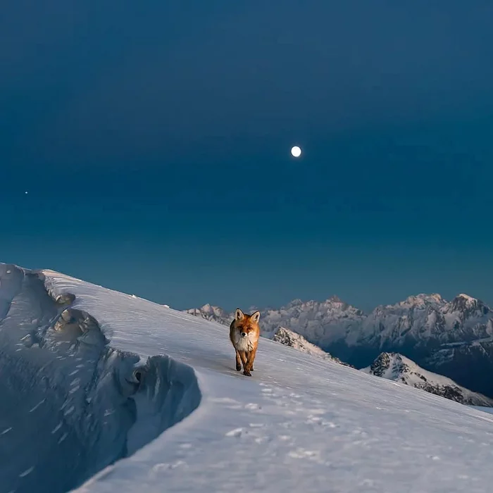 Little Fox Fly - Fox, Russia, Kabardino-Balkaria, Elbrus, Elbrus, The photo, beauty, The mountains