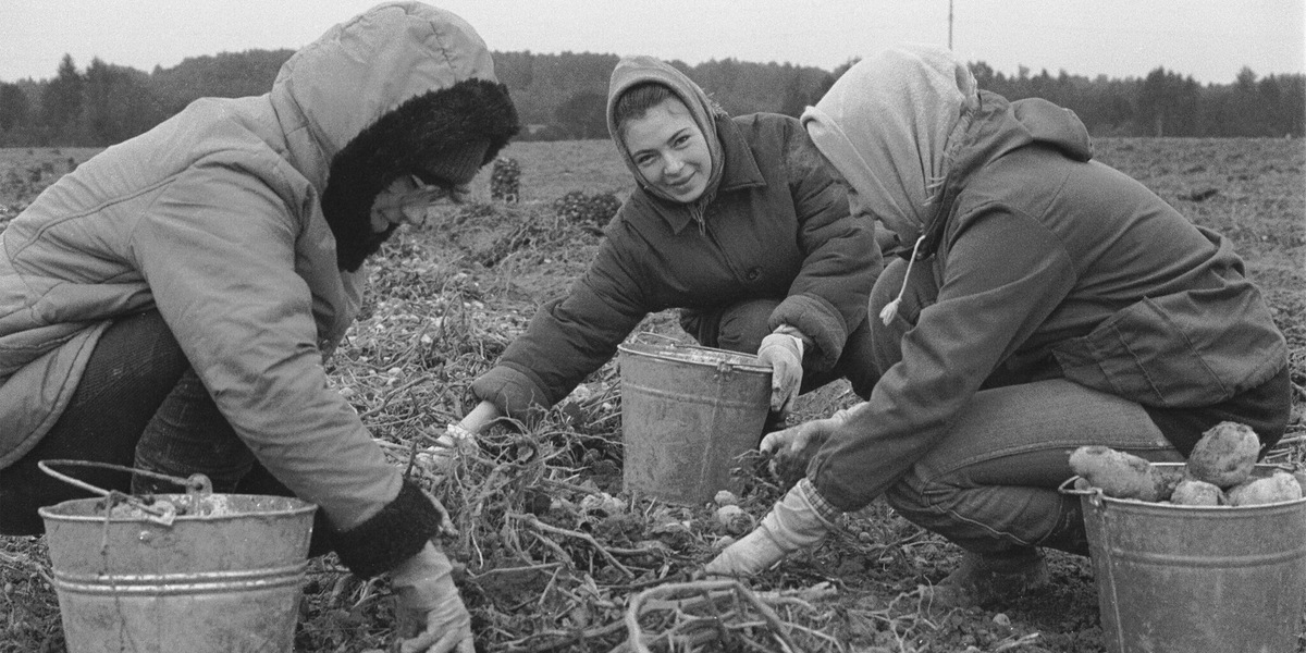 Колхоз назад в ссср. На картошку в СССР. Советские студенты на картошке. Студенты в колхозе. В колхозе на картошке.