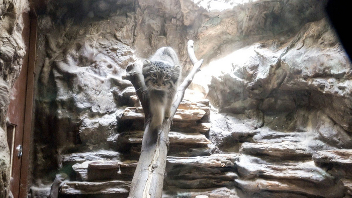 Ответ на пост «Канатоходец»