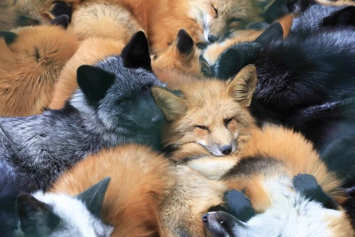 Multifocal heaps - The photo, Wild animals, Animals, Fox