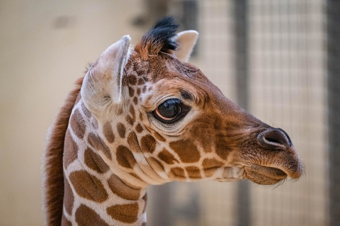 В британском зоопарке родился жираф Жираф, Детеныш, Зоопарк, Великобритания, Дикие животные, Милота, Фотография, Рождение, Вокруг света, Длиннопост