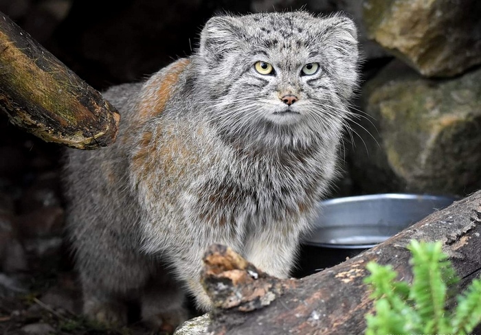 Чего у вас брёвна такие хлипкие?