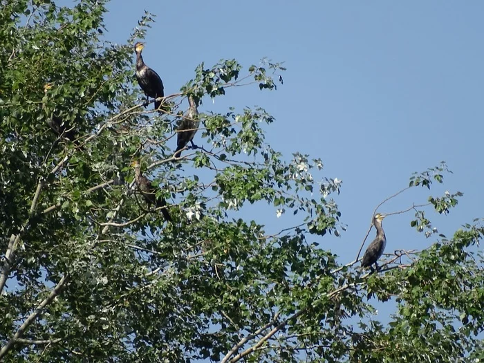 Cormorants, Bzyb River, Abkhazia 2022 - My, Cormorants, Birds, Bird watching, Ornithology, River, Pitsunda, Summer, 2022, Video, Youtube, Abkhazia