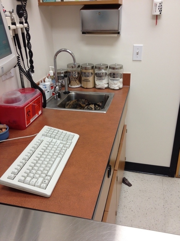 Здесь нет никаких котиков...