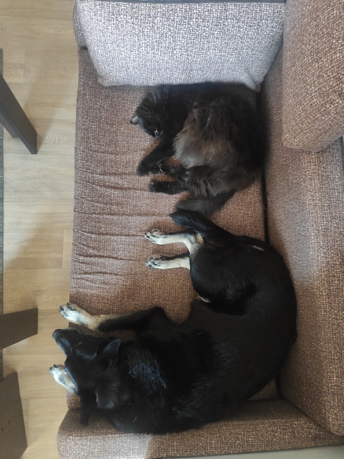 Просто прогулка Собака, Домашние животные, Друзья, Выходные, Кот, Собачьи дела, Четверг, Черный кот, Длиннопост