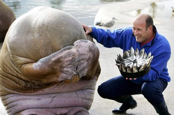 fish bouquet - Walruses, A fish, Repeat, The photo
