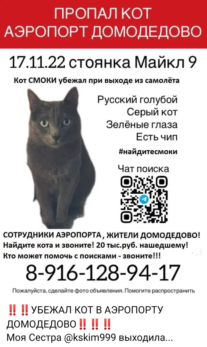 Lost cat at Domodedovo airport Help me find - No rating, cat, Help me find, Domodedovo, The airport, Lost cat, Aerodrome, The strength of the Peekaboo, Russian blue, Longpost, Search for animals, Lost