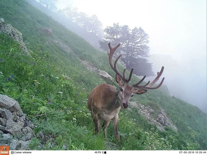 Caucasian Reserve - My, Republic of Adygea, Caucasian Reserve, Animals, Longpost