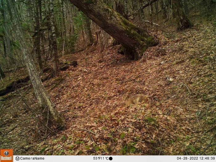 See the raccoon dog? Not? And she is - Raccoon dog, Predatory animals, Wild animals, Find on the photo, Canines, The photo, Phototrap, Bikin National Park, Primorsky Krai, wildlife