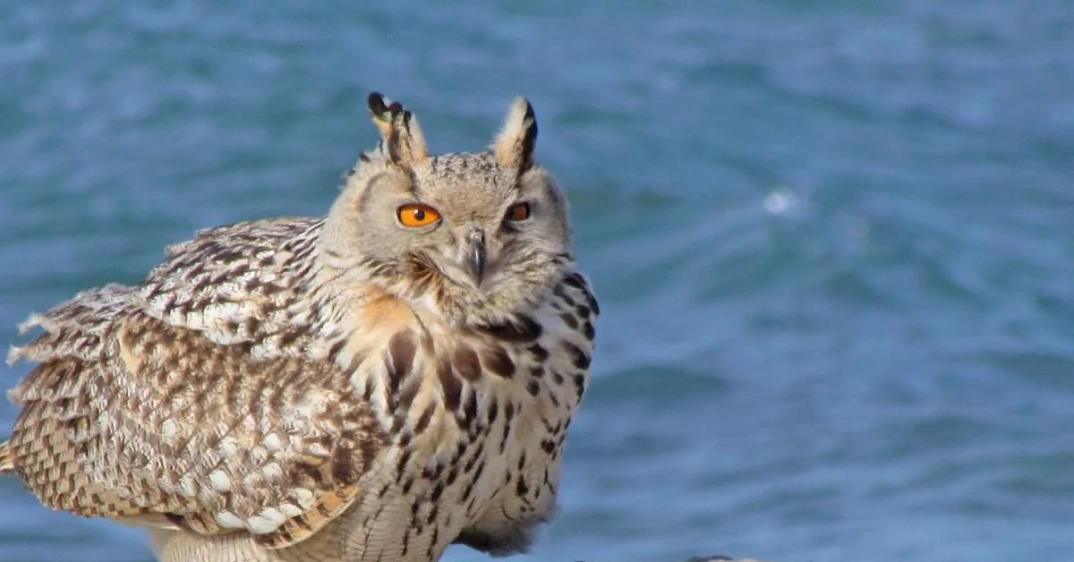 Филин. Филин Bubo Bubo. Обыкновенный Фи́лин ( Bubo Bubo). Филин (Bubo Bubo Linnaeus, 1758). Европейский Филин (Bubo Bubo).