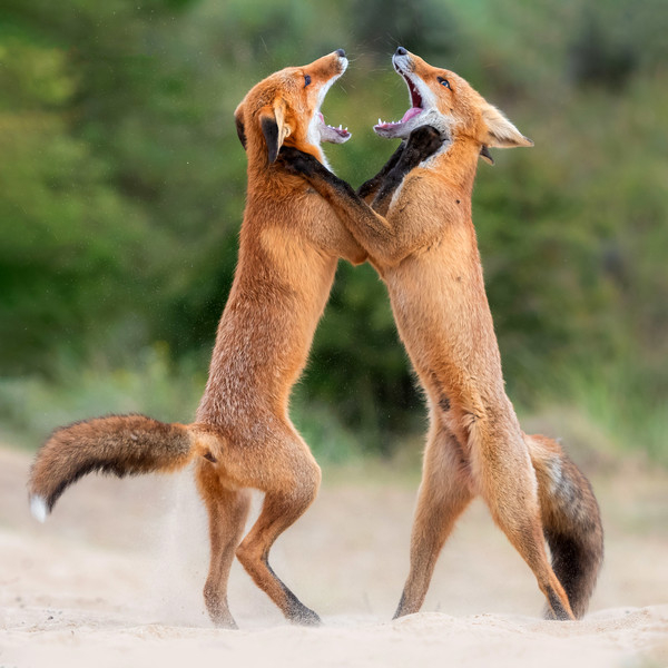 red foxtrot - Fox, Duel, beauty, Netherlands (Holland), wildlife, The photo, Around the world, Funny animals, Longpost, Wild animals