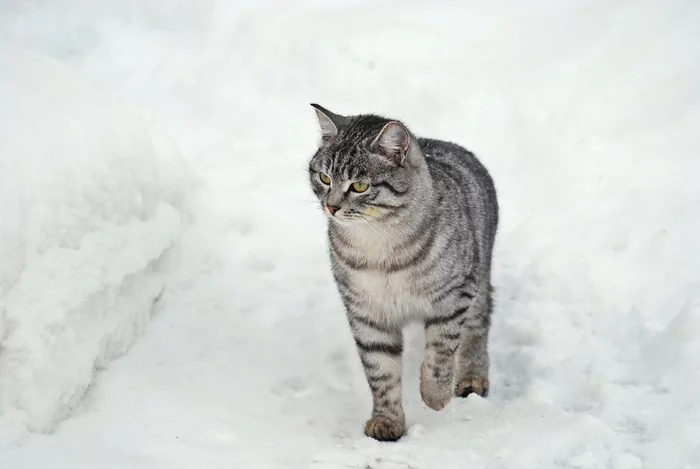 Almost a snow leopard - My, The photo, cat, Snow, Cat family, Winter, Mood, Siberia