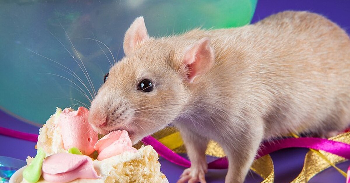 Что можно домашним мышам. Мышь с едой. Что едят мыши. Мышка кушает. Крыса завтракает.