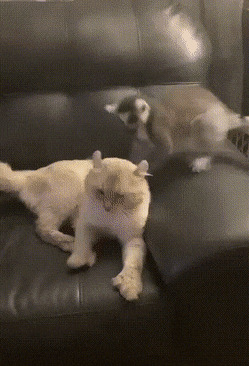      , , , 