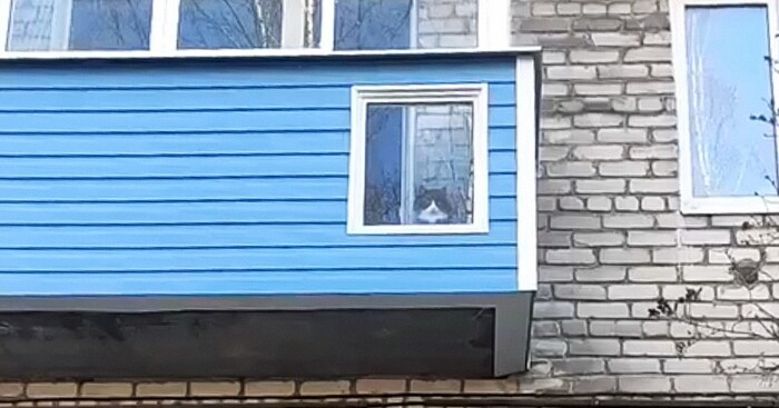 Кошка в окошке Кот, Забота, Балкон, Московская область