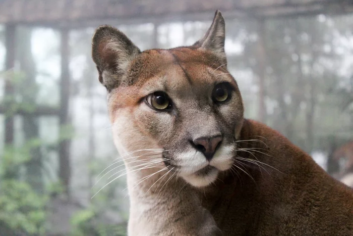 Cougar rips dog off leash in Hollywood Hills - Puma, Mining, Dog, Los Angeles, California, USA, Small cats, Cat family, Predatory animals, Wild animals, Pets, Longpost, Negative