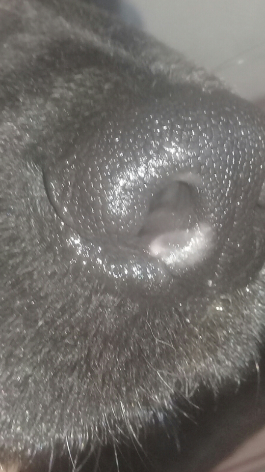 Dog nose. help please - My, Dog, No rating, Veterinary, Vet, Dr. Aibolit, Longpost