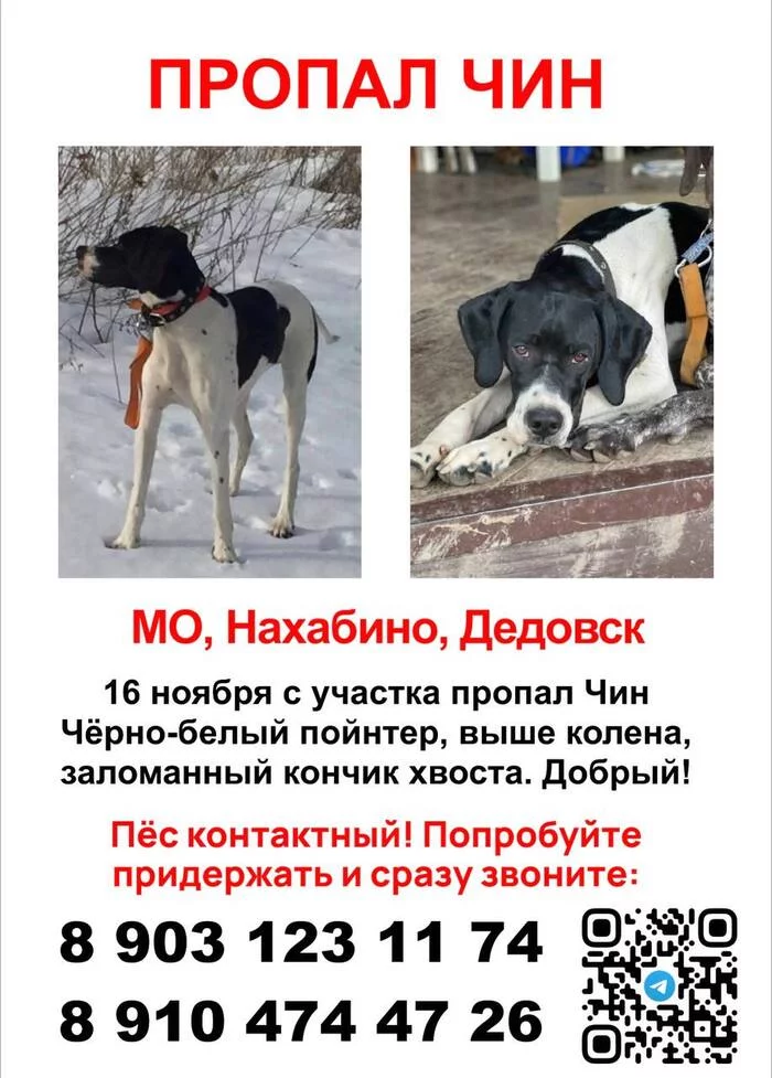 Lost pointer in Dedovsk - Dog, Lost, The dog is missing, Moscow, Dedovsk, No rating, Announcement