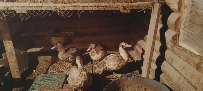 All is well in the chicken coop - My, Hen, Duck, Turkey, Rural life