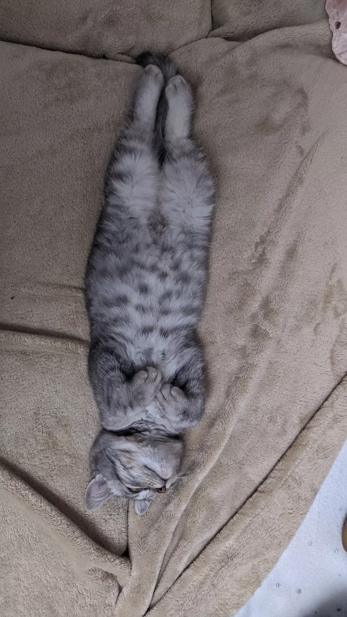 Good afternoon - My, cat, Hey, Longpost