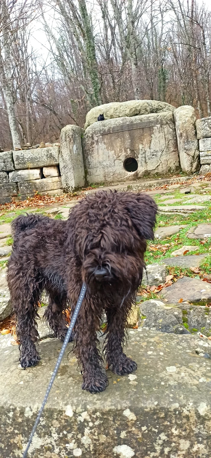 Walk to the dolmens - Dog, Miniature schnauzer, Dolmens, Longpost