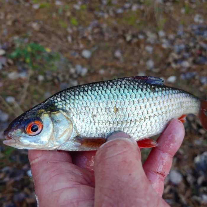 Catching roach in autumn. Closing of the season - My, Fishing, Feeder, Catching, Roach, Video, Youtube