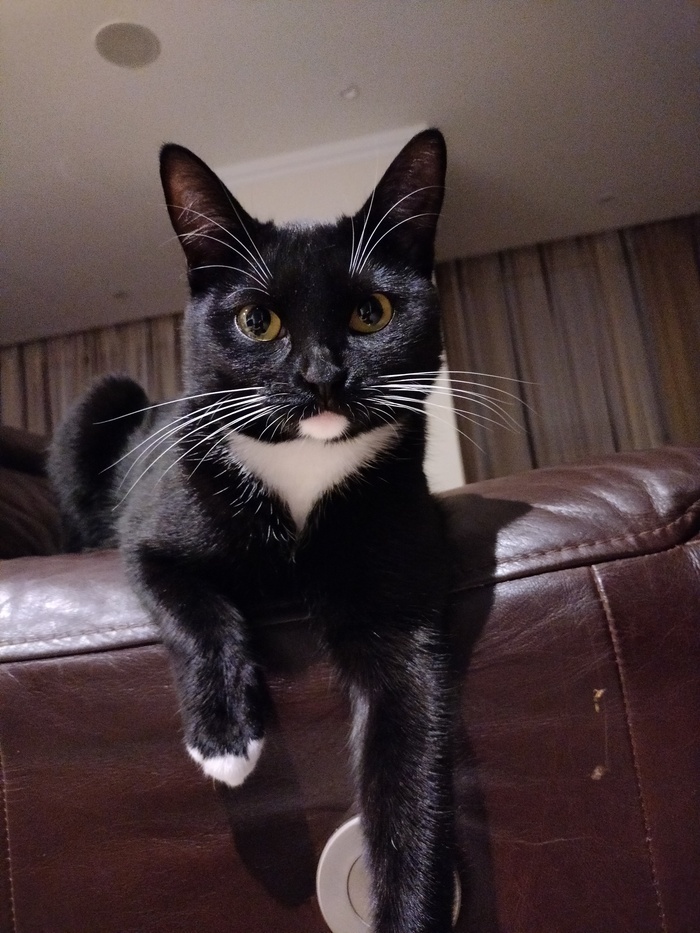 Алекс the cat