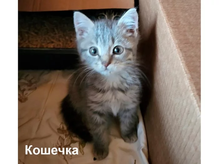 Cotoland. Lipetsk and Lipetsk region! Attention! - My, Kittens, Shelter, Shelter Cotoland, Help, Kindness, In good hands, Video, Longpost, Lipetsk, Lipetsk region, cat