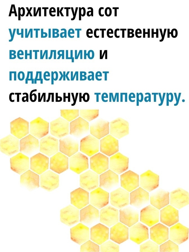 Искусство от пчёл - Картинка с текстом, Пчелы, Соты, Архитектура, Пчеловодство, Длиннопост, Повтор