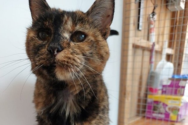 The oldest cat - cat, Animals, Care, news