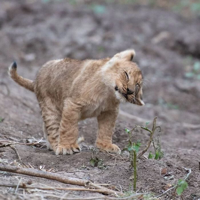 Shakes off drowsiness - Lion cubs, a lion, Rare view, Big cats, Predatory animals, Mammals, Animals, Wild animals, wildlife, Nature, Africa, The photo