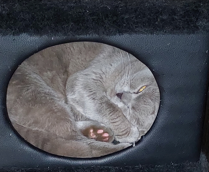 Полнокотие