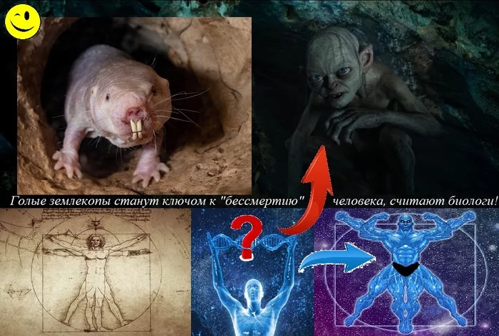 Biologists believe that the genome of a naked mole rat may be the key to the superman?! Perhaps we know? who will succeed! - My, Naked mole rats, Gollum, Superman, Immortality, Genome, Genome editing, Humor, Strange humor, Collage