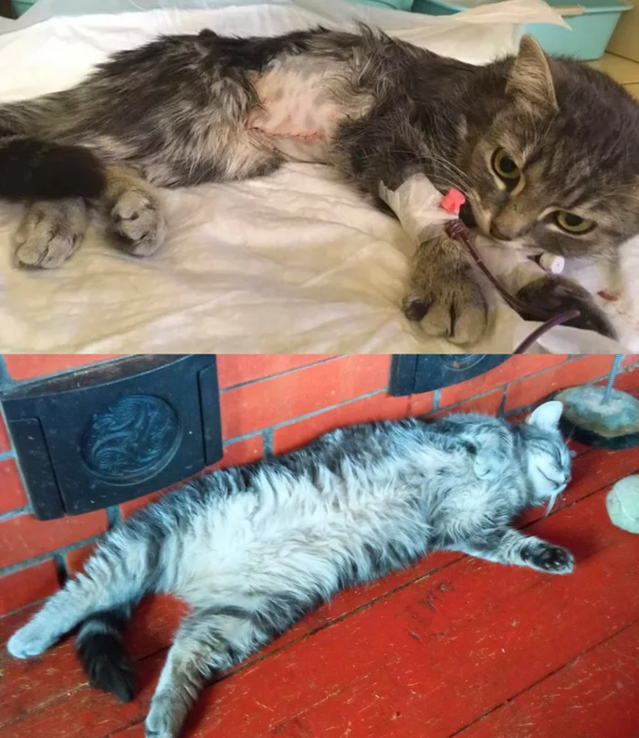 Continuation of the post “New heavy cat. A hole in the diaphragm, the stomach next to the heart, one lung was blown away (most likely) and so for almost a month. Operation today - My, cat, Injury, Animal Rescue, Veterinary, Video, Vertical video, Reply to post