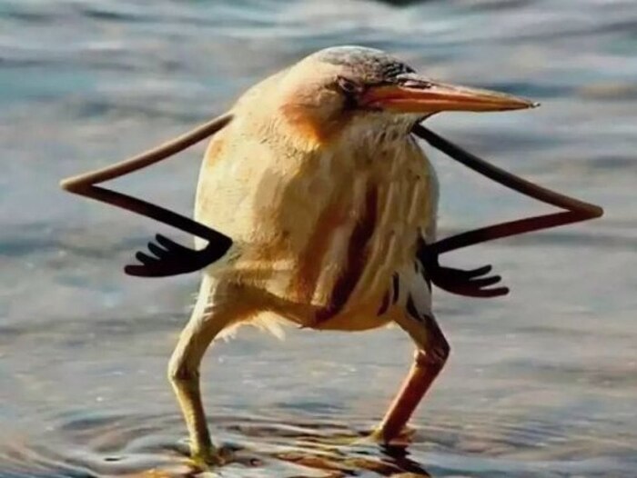 Птичку жалко