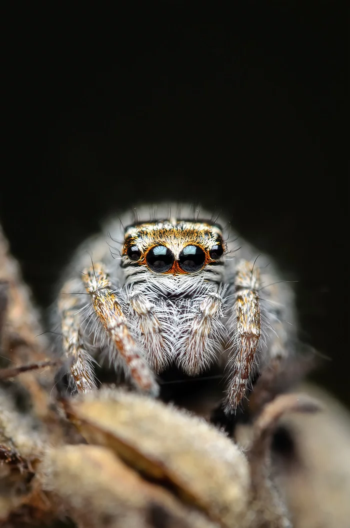 Eyeball #11 - My, The photo, Nature, Animals, wildlife, Spider, Jumping spider, Milota, Eyes, Nikon, Nikon d5100, Sigma